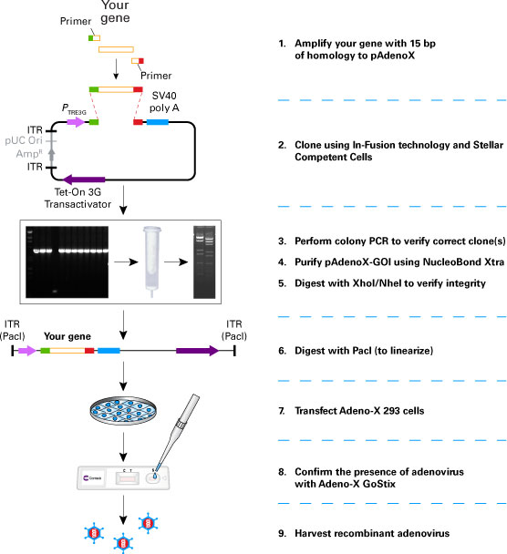 Gene Cloning and DNA Analysis: An Introduction: Brown, T. A.